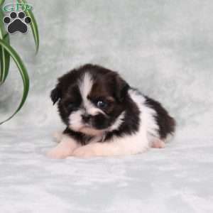 Blueberry, Shih Tzu Puppy